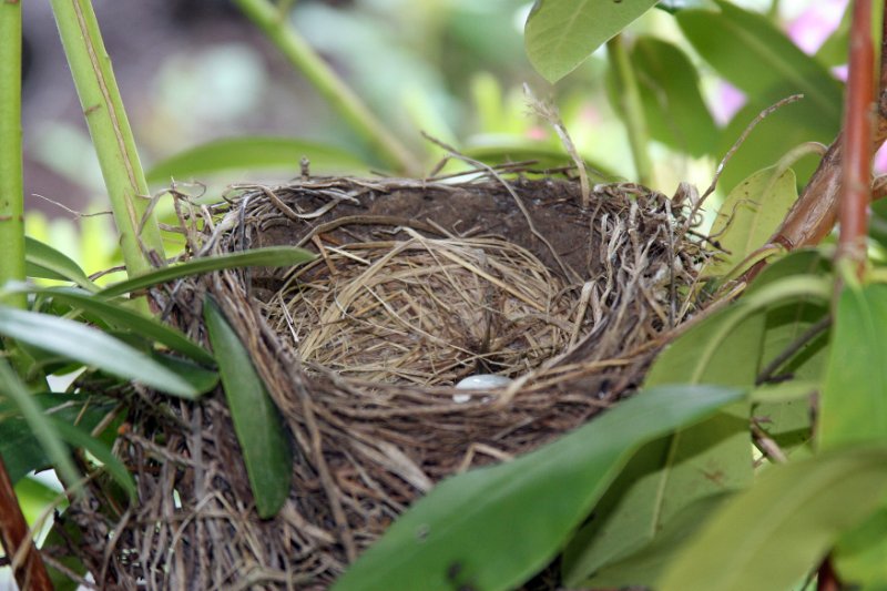 9B - The proverbial empty nest